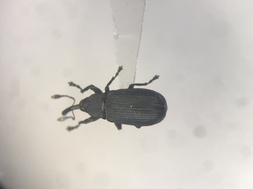 Magdalis austera