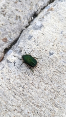 Cotinis nitida