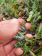 Celmisia ramulosa ramulosa