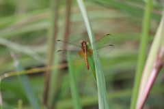 Erythrodiplax ines