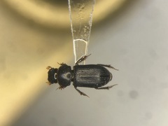 Ataenius abditus