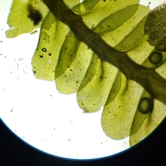 Liochlaena lanceolata