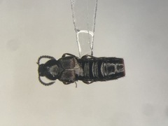 Aleochara sculptiventris