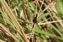 Erythrodiplax ines