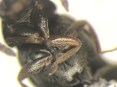 Aleochara sculptiventris