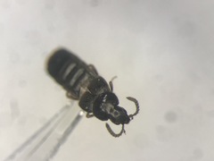 Aleochara sculptiventris