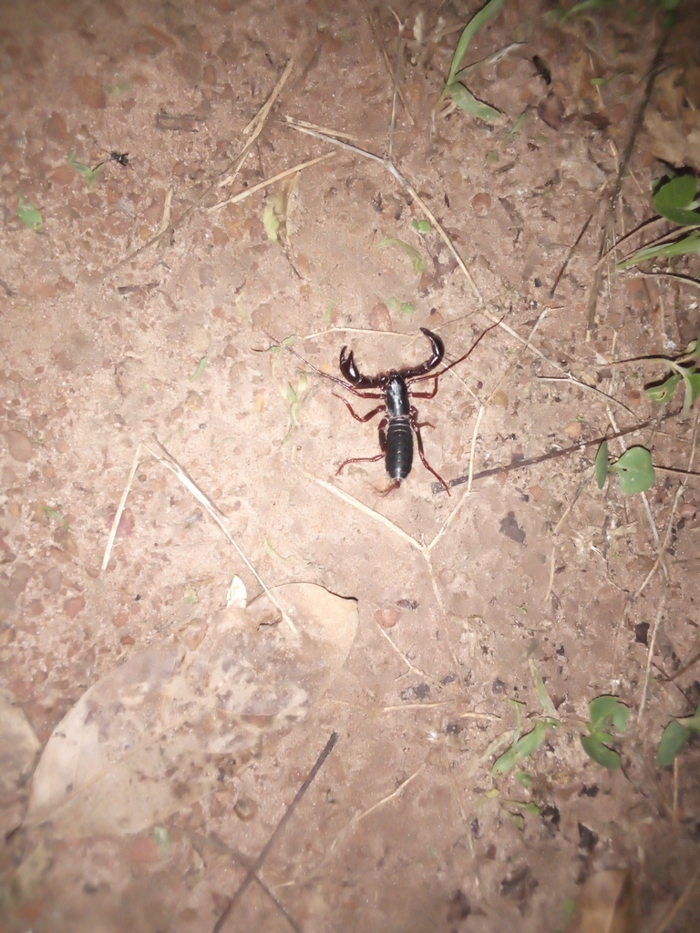 African Whip Scorpion