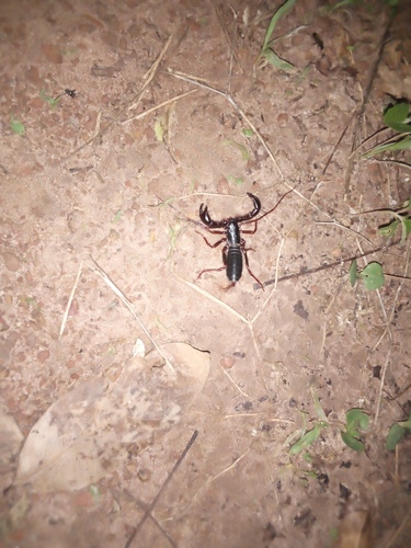 African Whip Scorpion photographed in Guinea-Bissau