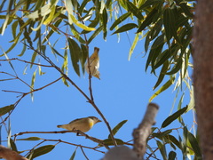Pardalotus rubricatus