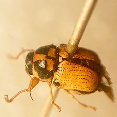 Griburius scutellaris