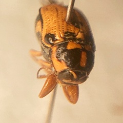 Griburius scutellaris