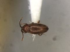 Caenoscelis basalis