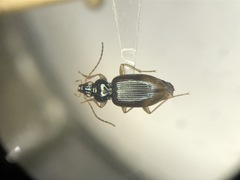 Bembidion postremum