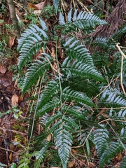 Dryopteris polita