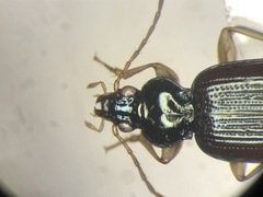 Bembidion postremum