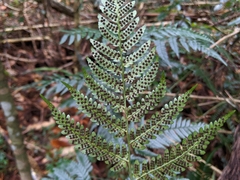 Dryopteris polita