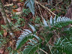Dryopteris polita