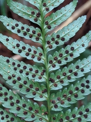 Dryopteris polita