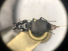 Pterostichus lachrymosus