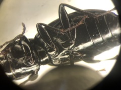 Pterostichus lachrymosus