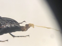 Pterostichus lachrymosus