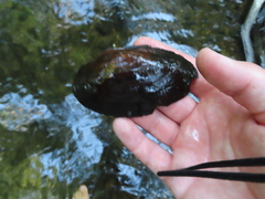 Pyganodon grandis