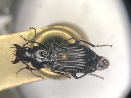 Pterostichus coracinus