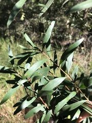 Persoonia sericea