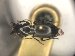 Pterostichus rostratus