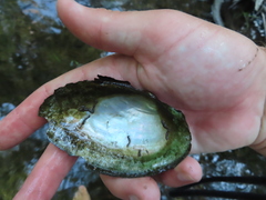 Pyganodon grandis