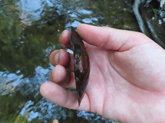 Pyganodon grandis