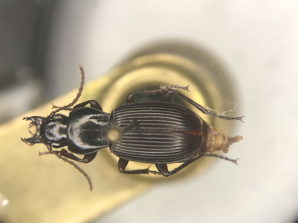 Pterostichus tristis