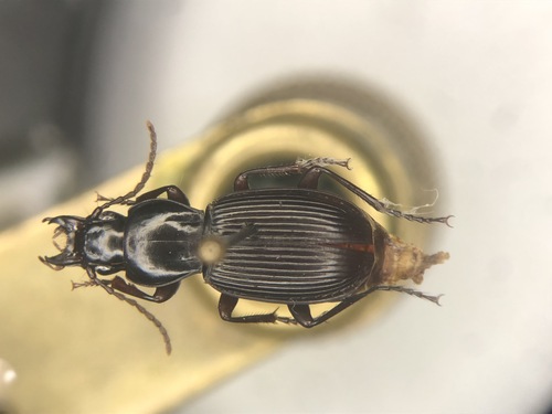Pterostichus tristis