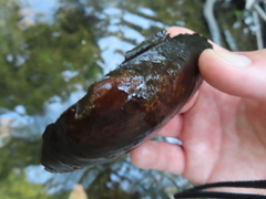 Pyganodon grandis
