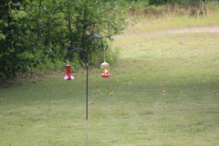 Archilochus colubris