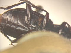 Pterostichus tristis