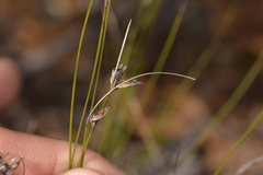 Schoenus brevisetis