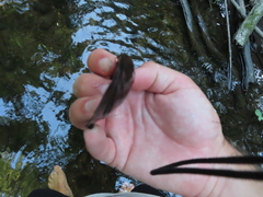 Pyganodon grandis