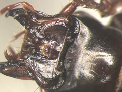 Pterostichus tristis