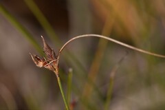 Schoenus brevisetis