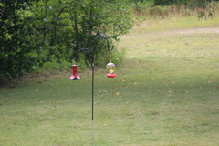 Archilochus colubris