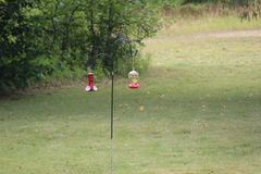 Archilochus colubris