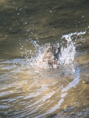 Anas platyrhynchos platyrhynchos