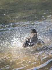 Anas platyrhynchos platyrhynchos