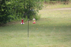 Archilochus colubris