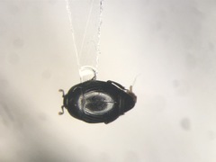 Gnathoncus rotundatus