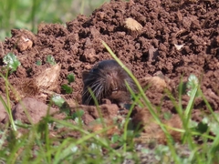 Spalacopus cyanus