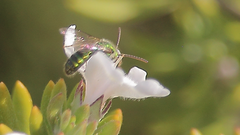 Caenohalictus iodurus