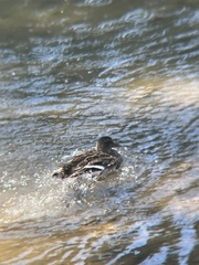 Anas platyrhynchos platyrhynchos