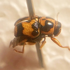 Griburius scutellaris